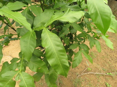 Melicoccus bijugatus