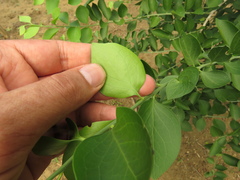 Agonandra brasiliensis