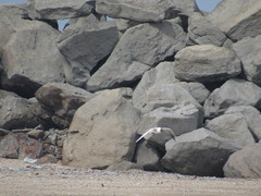 Chroicocephalus ridibundus