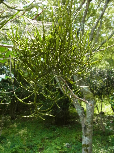 Image of Korthalsella japonica by no rights reserved