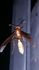 Apoica