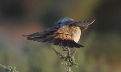 Oenanthe moesta