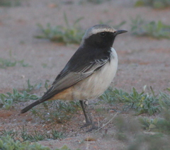 Oenanthe moesta