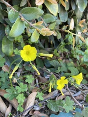 Oxalis pes-caprae