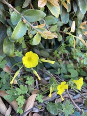 Oxalis pes-caprae
