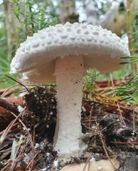 Amanita pyramidifera