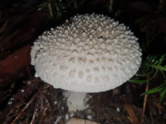Amanita pyramidifera