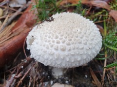 Amanita pyramidifera