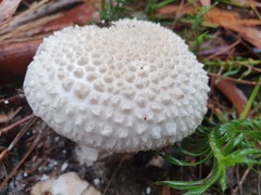Amanita pyramidifera