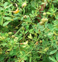 Crotalaria globifera