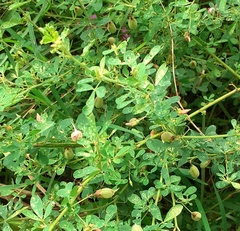 Crotalaria globifera