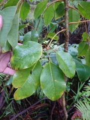 Cheirodendron trigynum