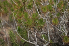 Allagopappus canariensis