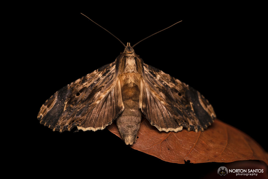 Nystalea corrusca