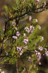 Erica subulata