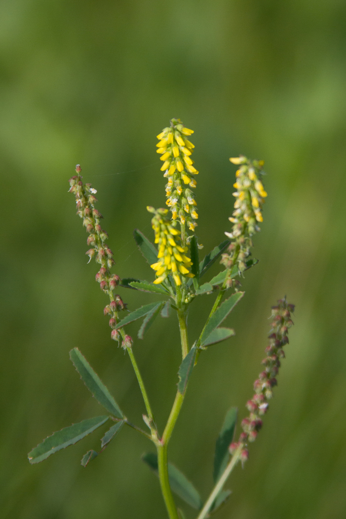 Melilotus indicus