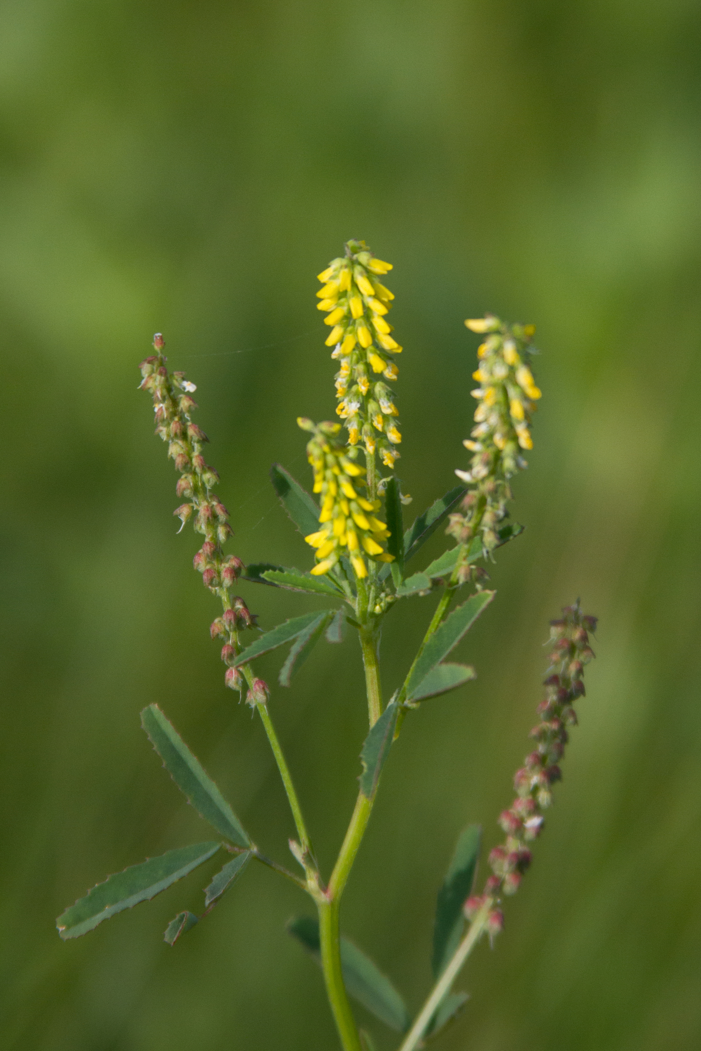 Melilotus indicus