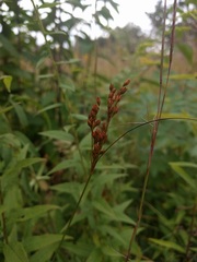 Juncus greenei