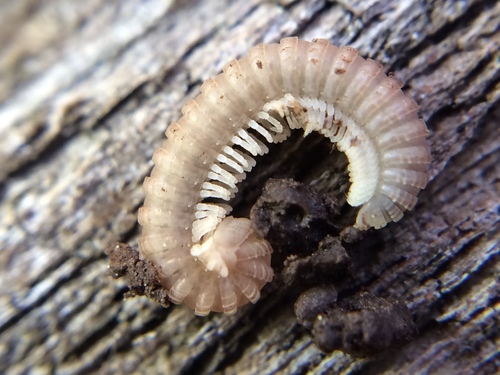 Striariidae