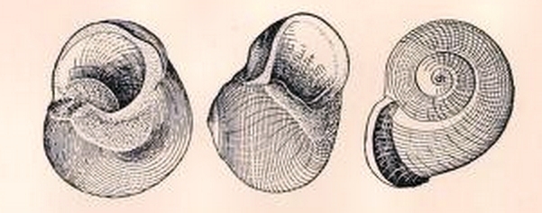 Callomphala