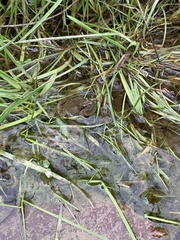 Pseudacris brachyphona