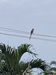 Lanius corvinus
