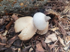 Geastrum tenuipes
