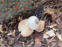 Geastrum tenuipes