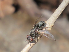 Senopterina foxleei