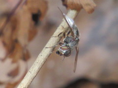 Senopterina foxleei