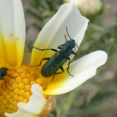 Psilothrix viridicoerulea