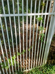 Parthenocissus quinquefolia image