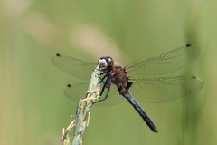 Leucorrhinia intacta