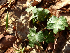 Hydrophyllum appendiculatum