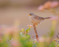 Xenospingus concolor