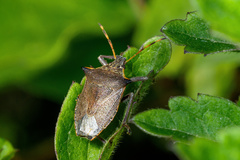 Picromerus nigridens