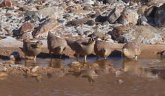 Pterocles coronatus