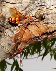 Sphecius