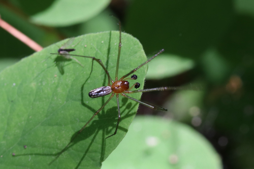 Sierra Dome Spider