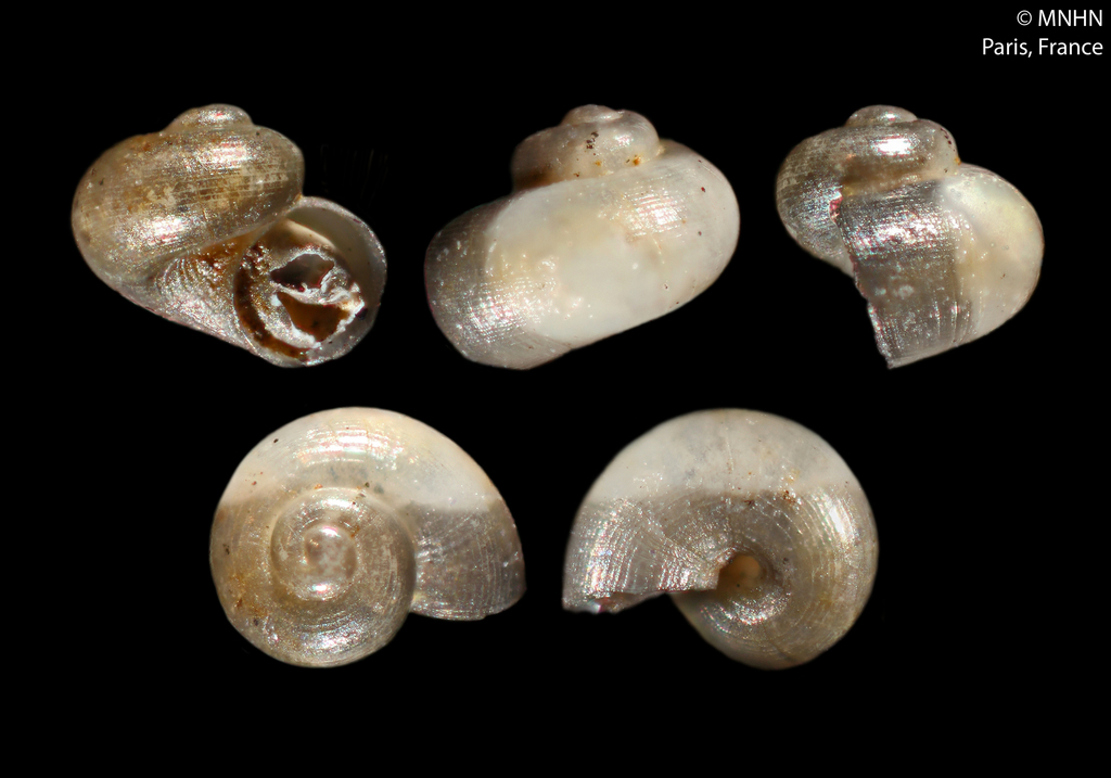Lissospira