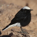 White-crowned Wheatear - Photo (c) Jan Ebr, some rights reserved (CC BY), uploaded by Jan Ebr