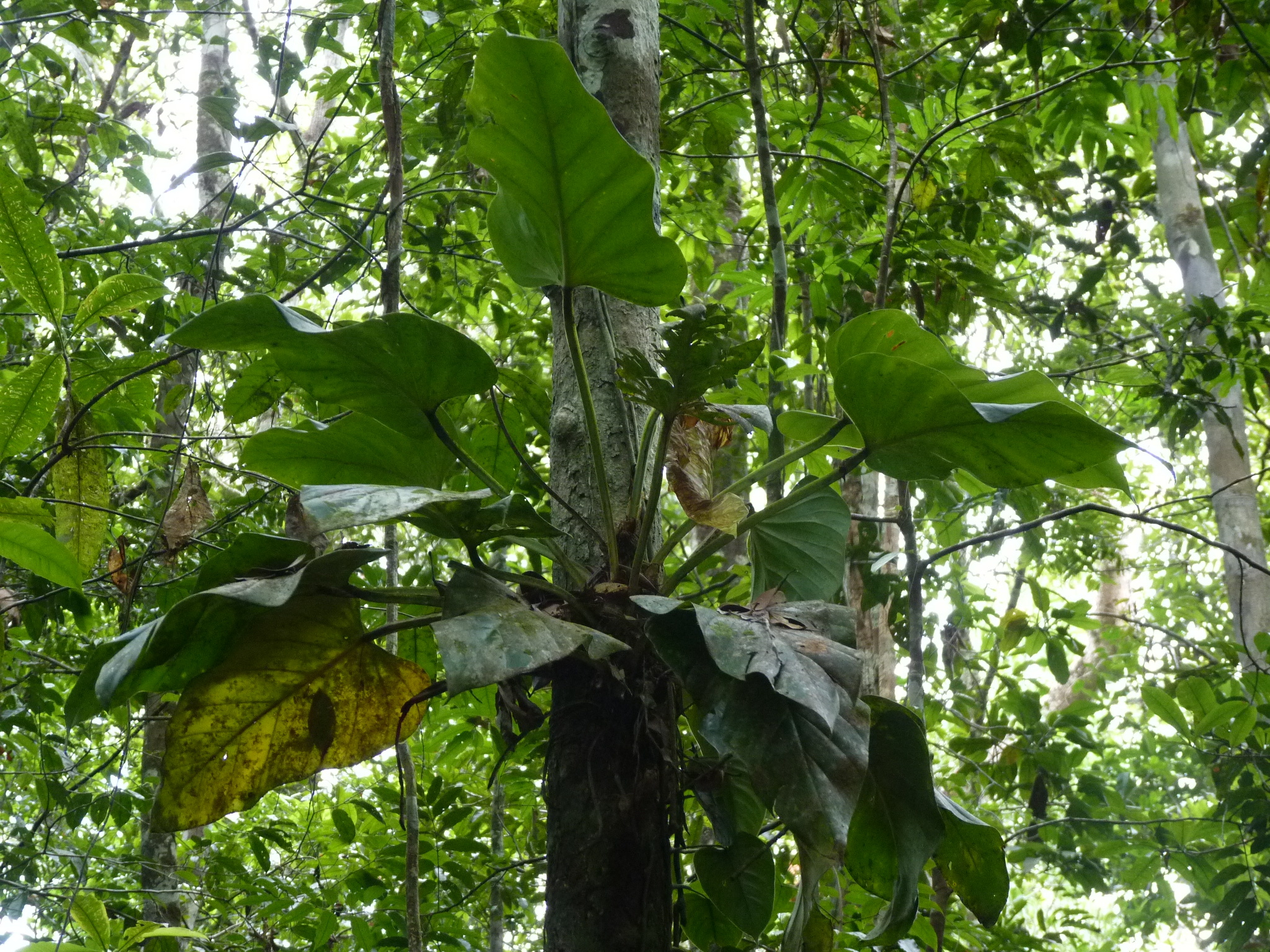 Philodendron fragrantissimum