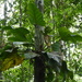 Philodendron fragrantissimum - Photo (c) Nate Hartley, algunos derechos reservados (CC BY-NC), uploaded by Nate Hartley