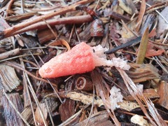 Phallus rubicundus