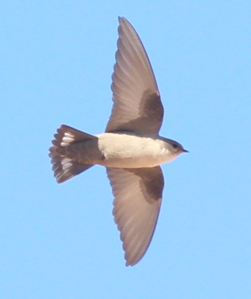 Pale Crag-Martin