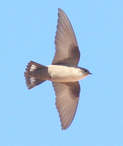 Pale Crag-Martin