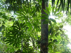 Thaumatophyllum spruceanum