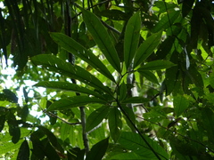 Thaumatophyllum spruceanum