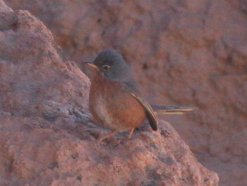 Foto de Tristram's Warbler