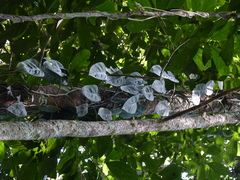 Philodendron hopkinsianum